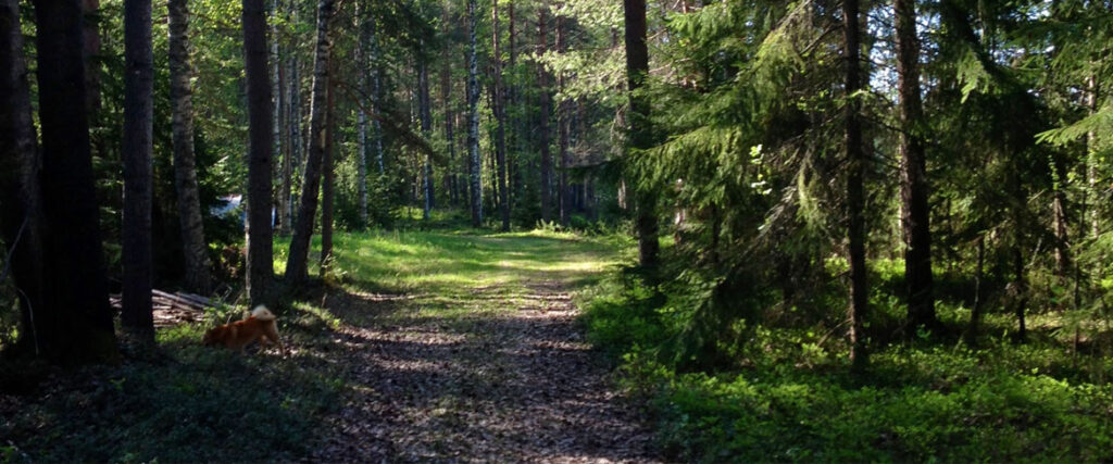 Bredare skogsstig