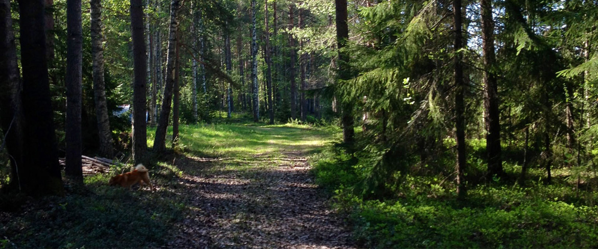 Bredare skogsstig