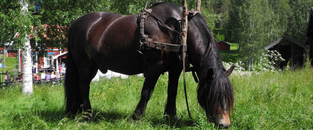 Häst med gammeldags brukssele