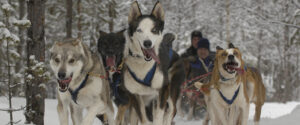 Hundspann Svedjekojan