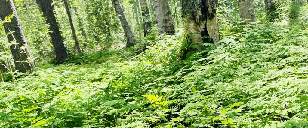 Skog