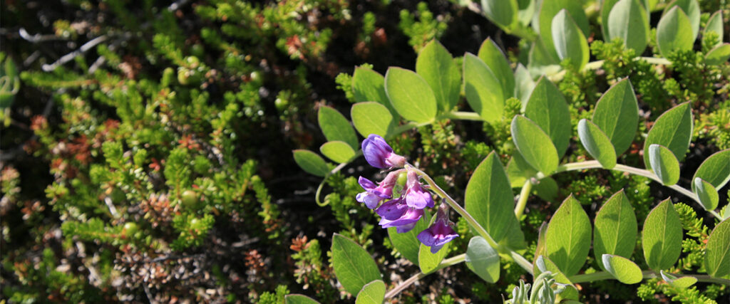 A flower at Stenskär