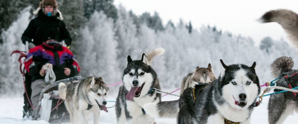 Piteå Sleddogtours