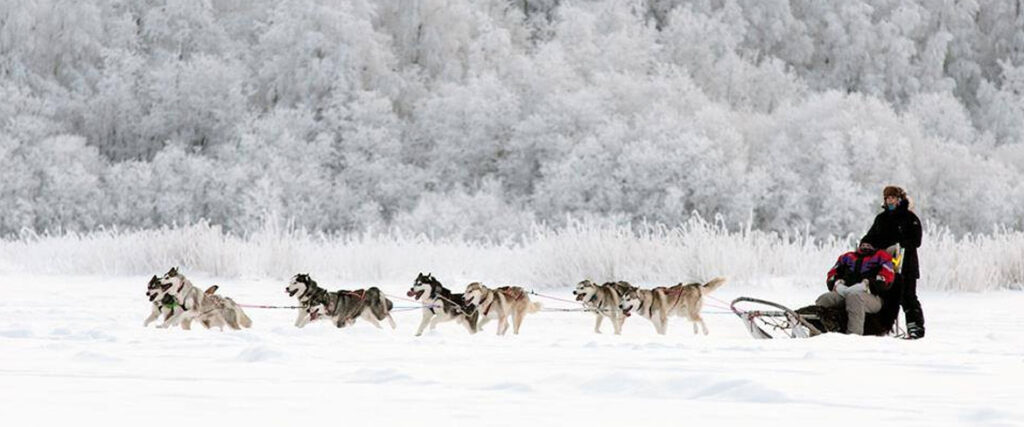 Piteå Sleddogtours