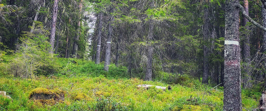 Lustgården vy