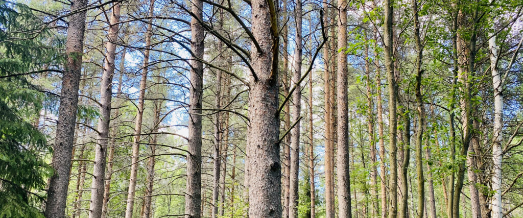 Träd
