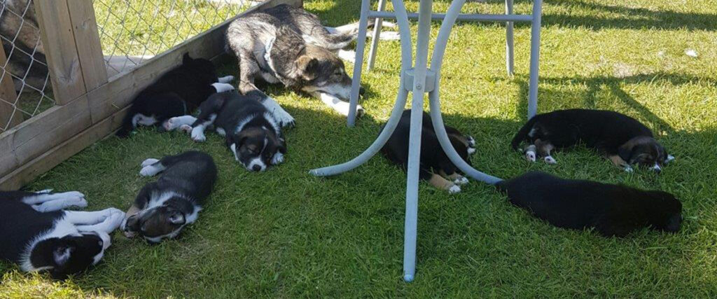 Sovande valpar hos Svedjekojan husky farm