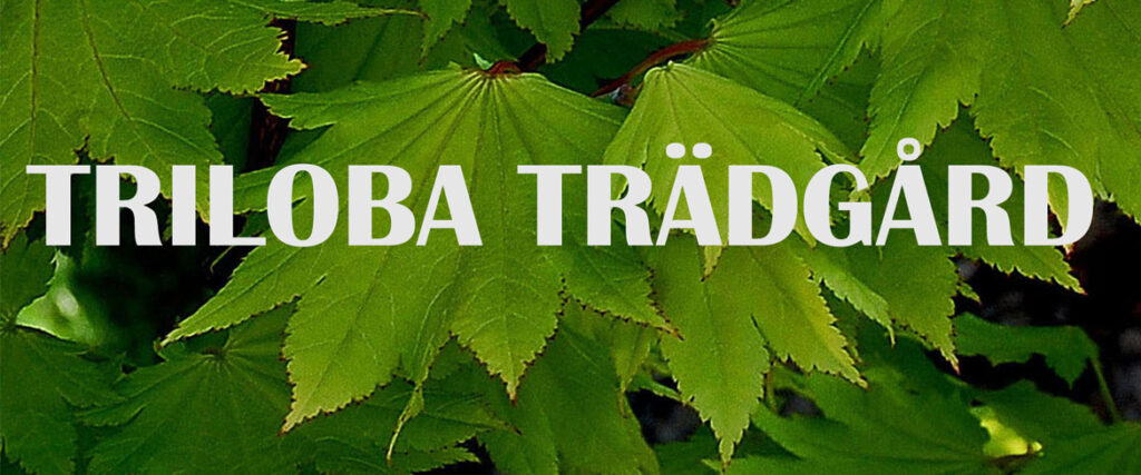 Triloba Trädgårdsblad