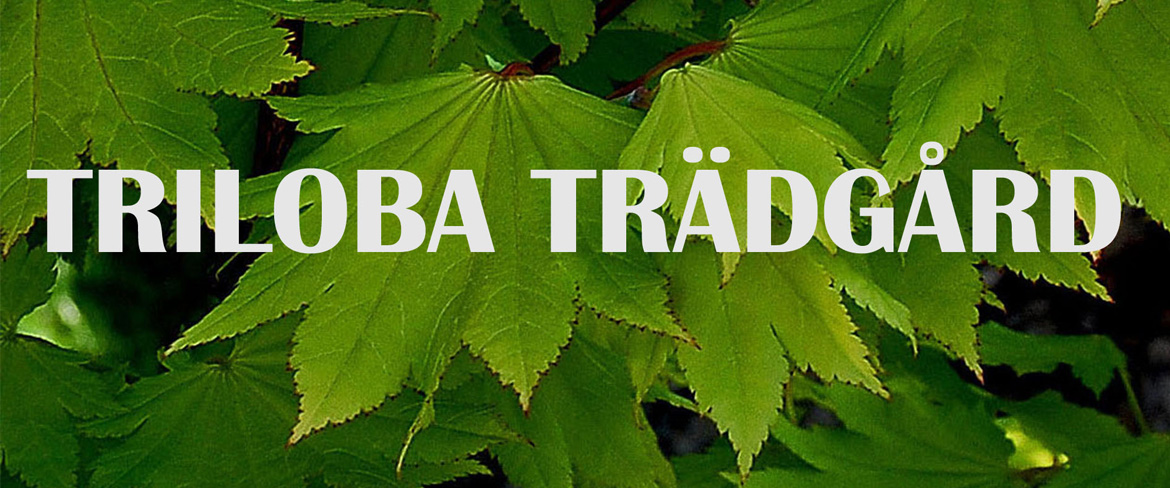 Triloba Trädgårdsblad