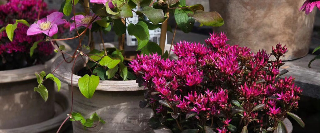 Blommor