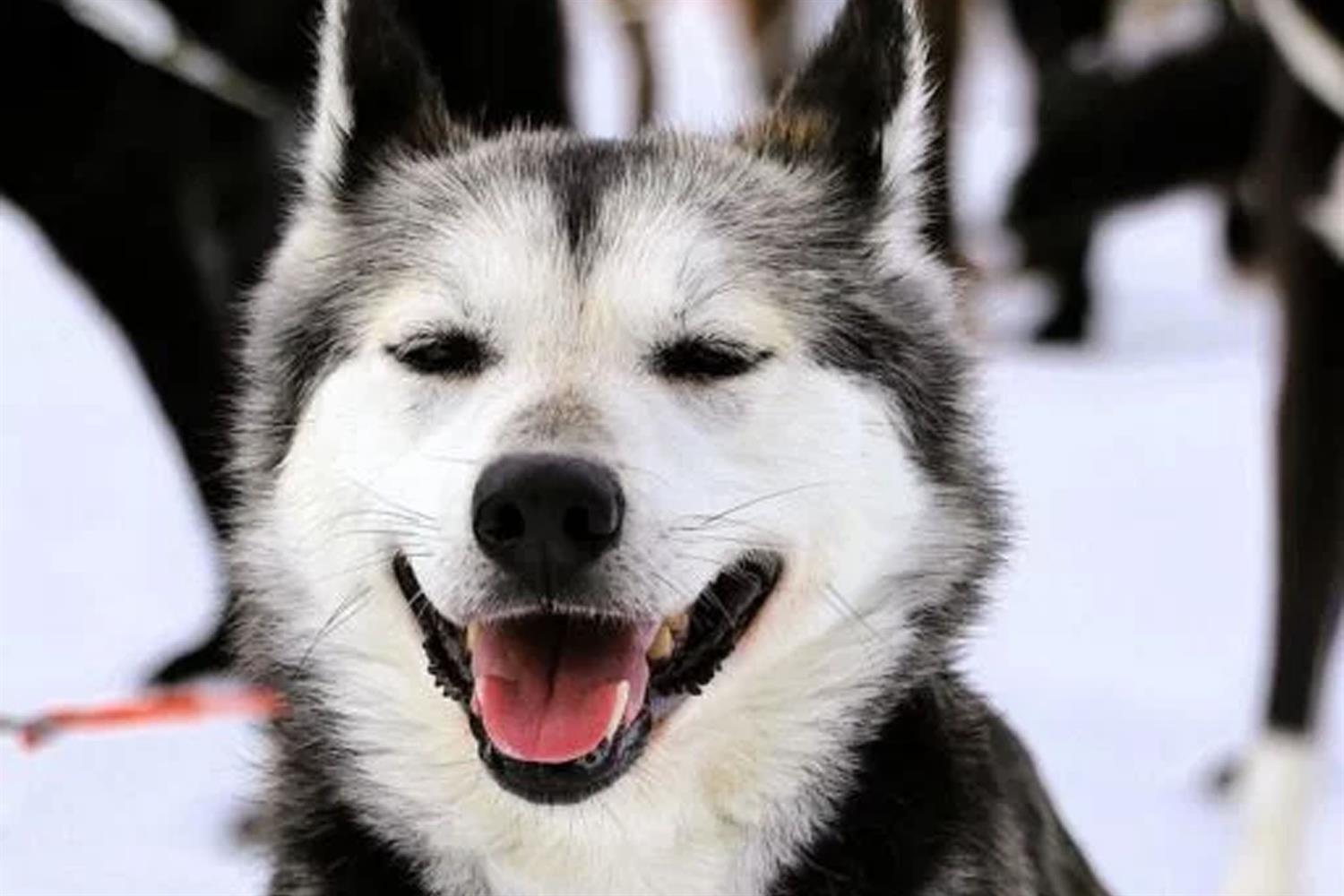 Husky